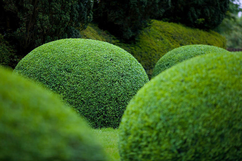 boxwood-topiary-jake-hobson-niwai